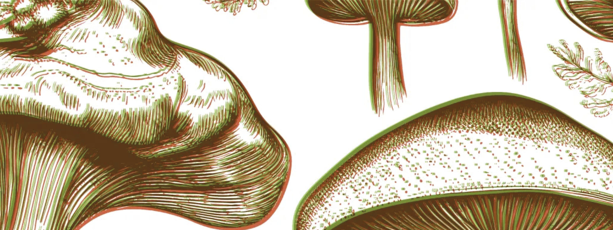 Paddenstoelen, belangrijke voedingsbron van ergothioneïne