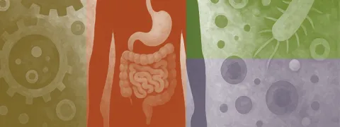 Darmgezondheid en metabolisme