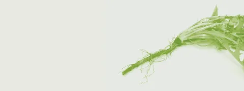 Chicoreiwortelvezels verbeteren insulinegevoeligheid